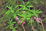 Daphne mezereum