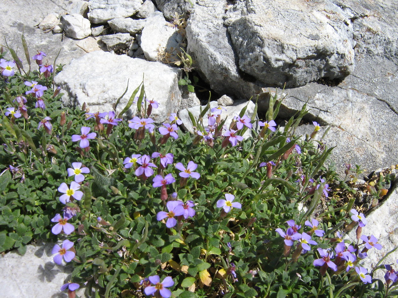 Image of Aubrieta gracilis ssp. scardica specimen.