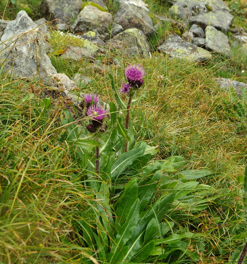 Изображение особи Cirsium simplex.