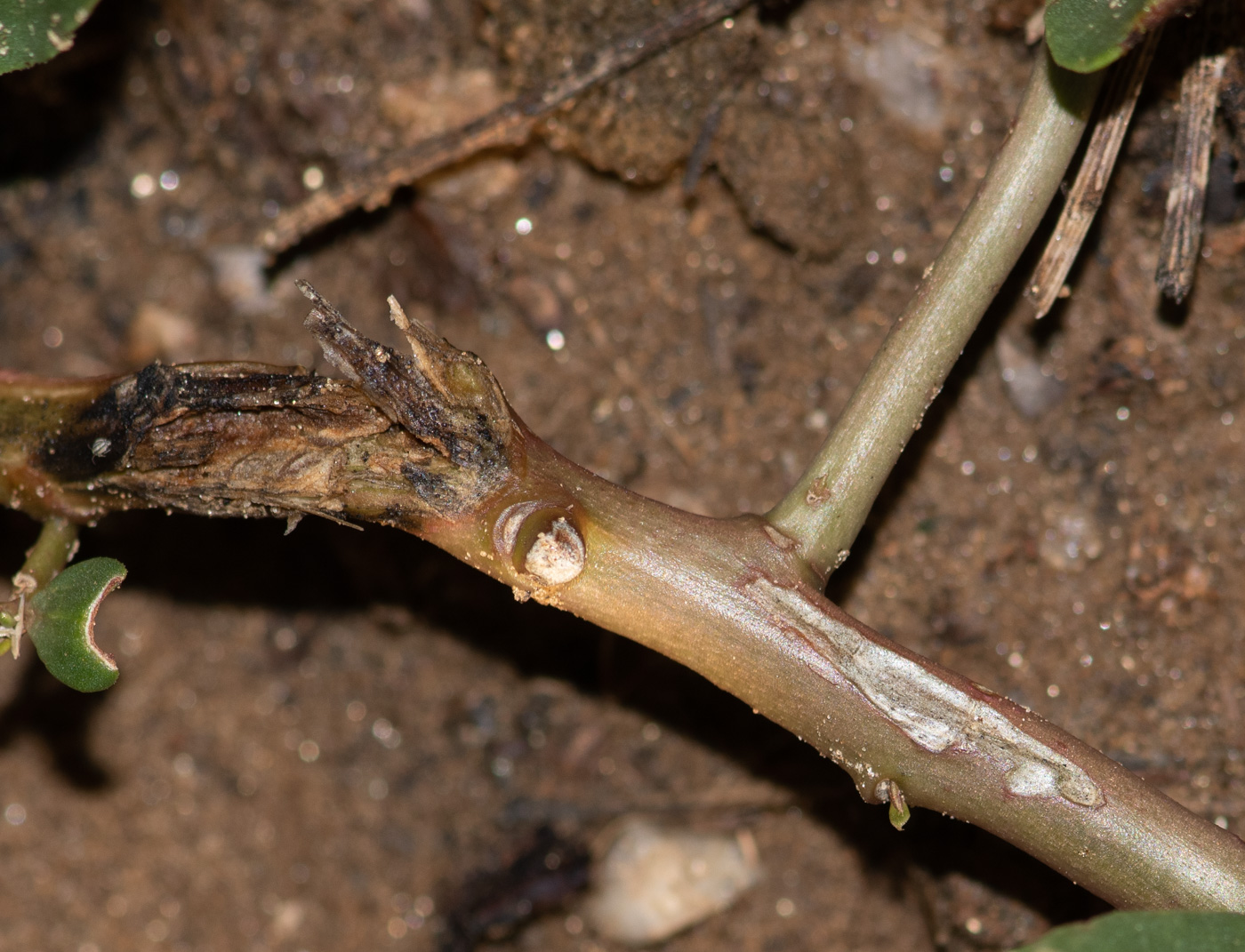 Image of Talinum caffrum specimen.
