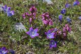 Pedicularis nordmanniana. Цветущие растения в ассоциации с Campanula biebersteiniana. Карачаево-Черкесия, Карачаевский р-н, верховья р. Муху, у котловины оз. Мухинское (Шобайдак), около 3100 м н.у.м., альпика. 18.07.2020.