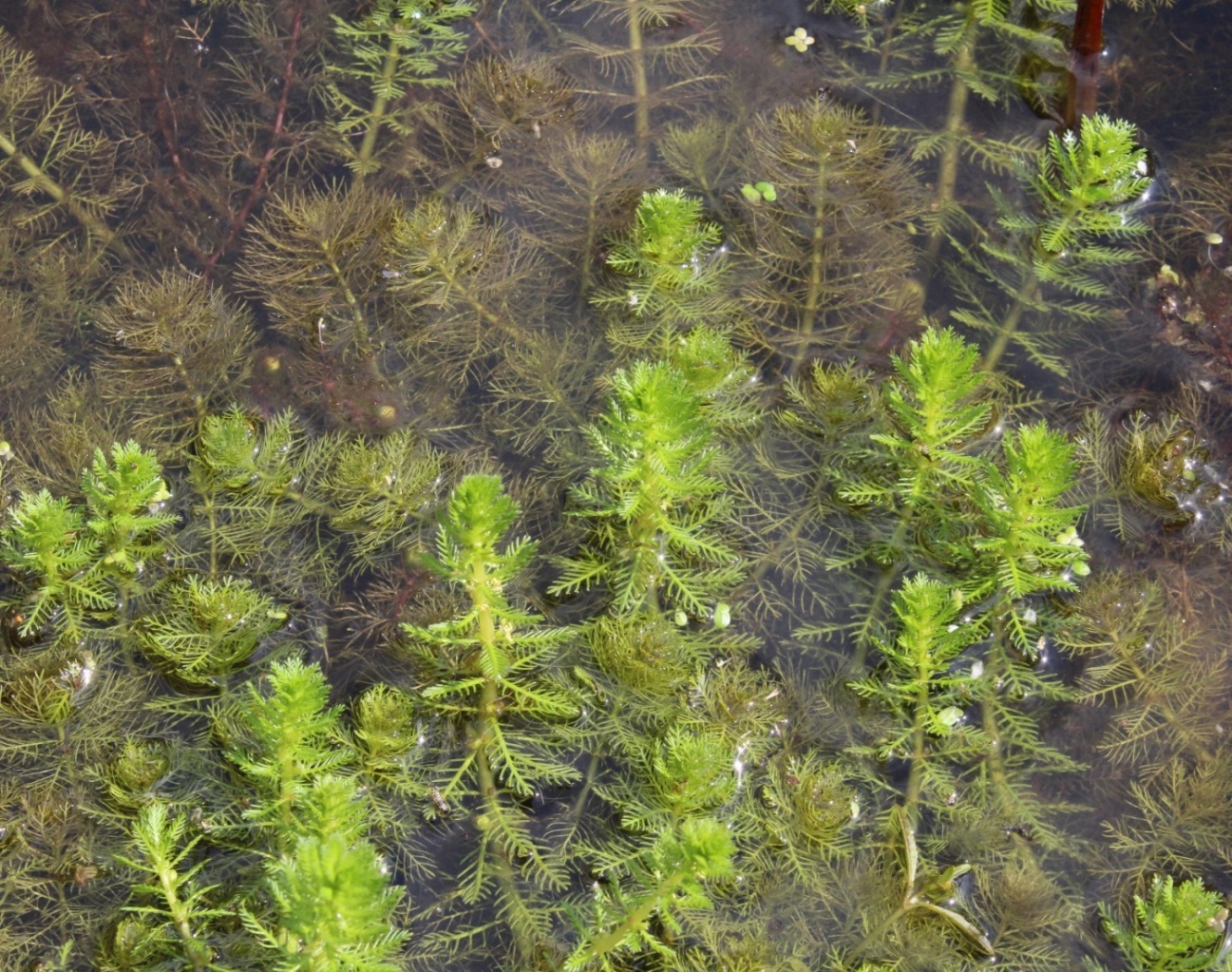 Image of Myriophyllum verticillatum specimen.