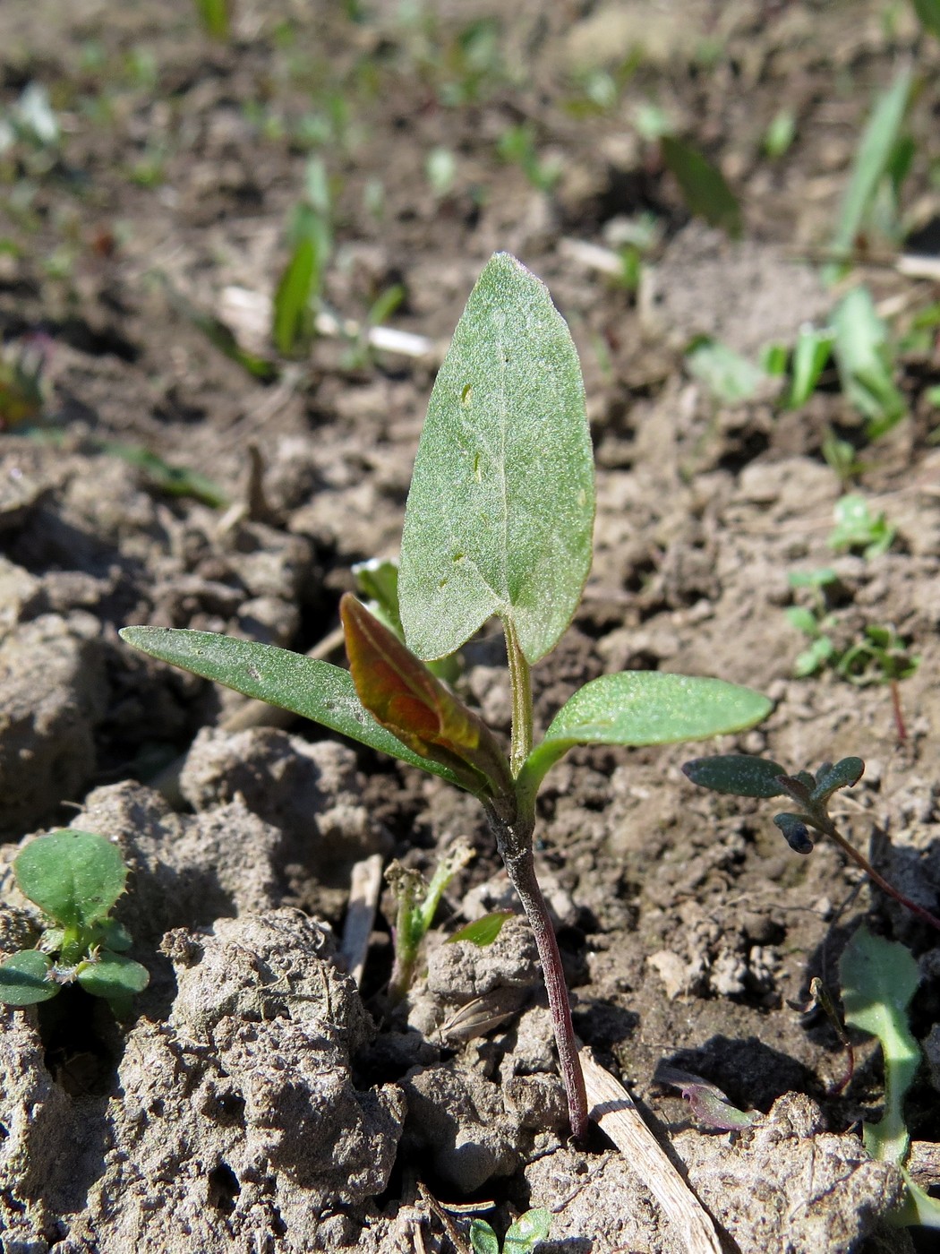 Изображение особи Fallopia convolvulus.