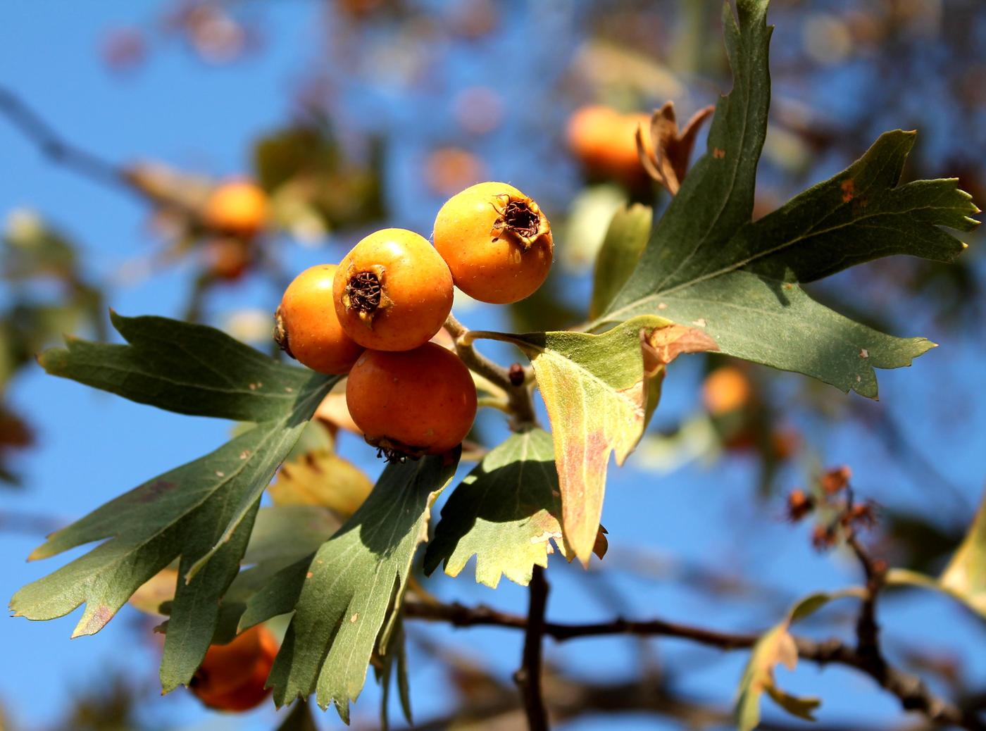 Image of Crataegus pontica specimen.