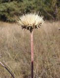 Jurinea pseudocyanoides. Верхушка побега с соплодием. Украина, г. Запорожье, центральная часть о-ва Хортица, участок со степной растительностью. 18.10.2020.