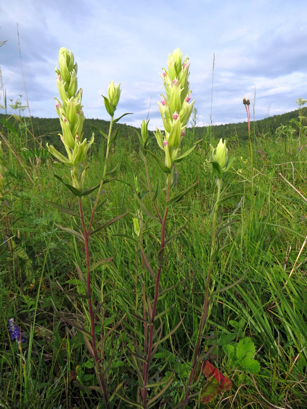 Image of Castilleja pallida specimen.