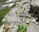 Draba melanopus. Цветущее и плодоносящее растение. Таджикистан, Гиссарский хребет, верх. р. Зидды, ≈ 3000 м н.у.м., каменистый берег реки. 13.06.2018.