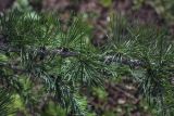 Larix kaempferi