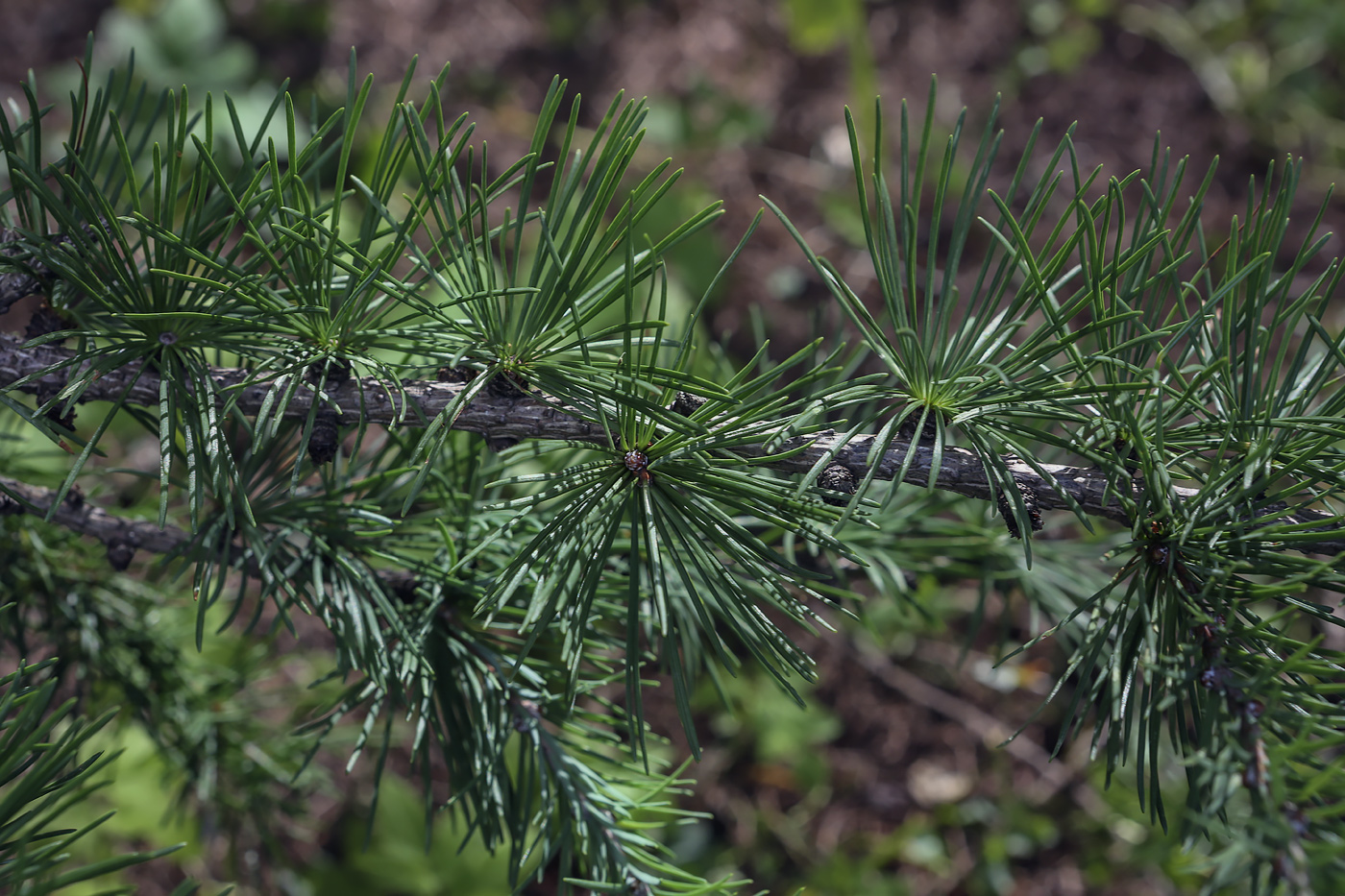 Изображение особи Larix kaempferi.