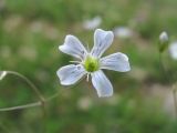 Gypsophila elegans