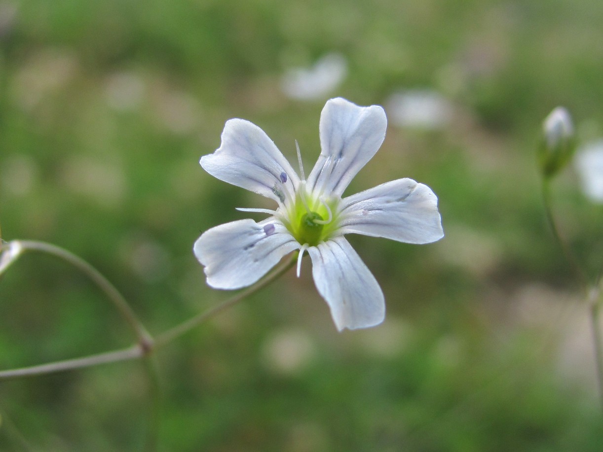 Image of Gypsophila elegans specimen.