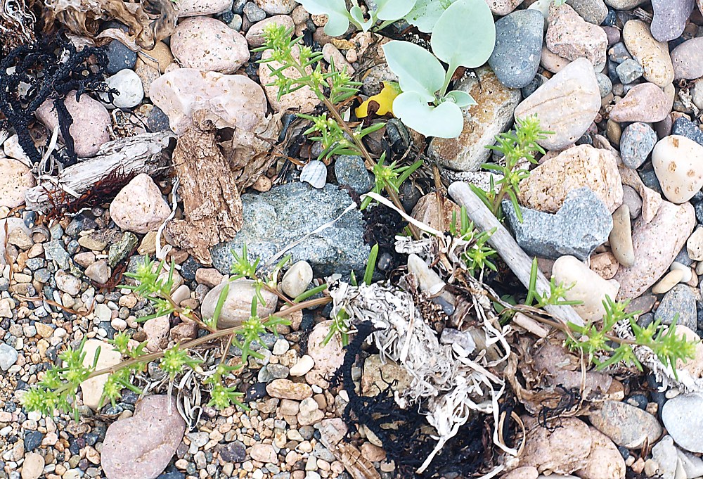 Image of Salsola komarovii specimen.