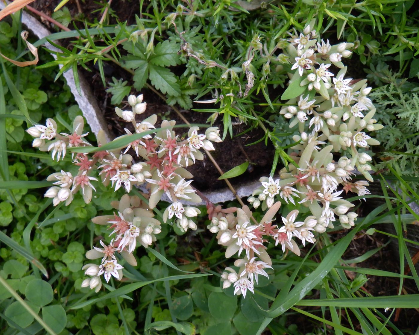 Изображение особи Sedum hispanicum.