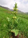 Phlomoides labiosa