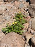 Potentilla anserina. Цветущее растение. Ленинградская обл., Ломоносовский р-н, окр. Шепелёвского маяка; п-ов Каравалдай, берег Финского залива, валунно-песчаный пляж. 21.06.2020.