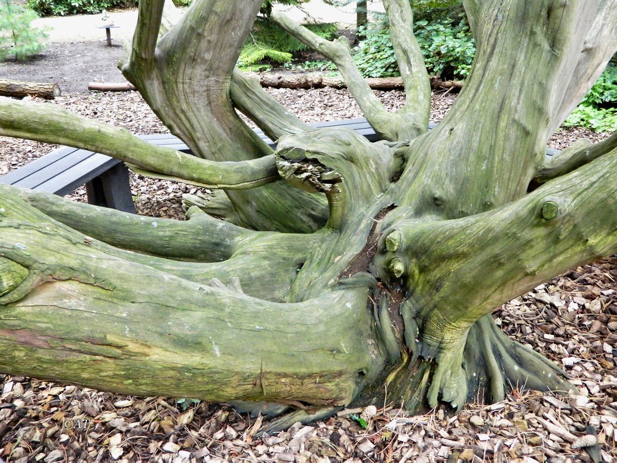 Image of Taxus baccata specimen.