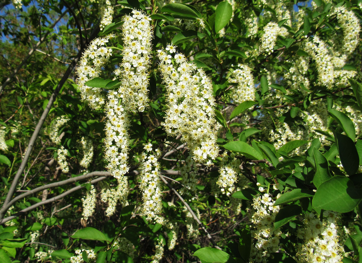 Изображение особи Padus virginiana.