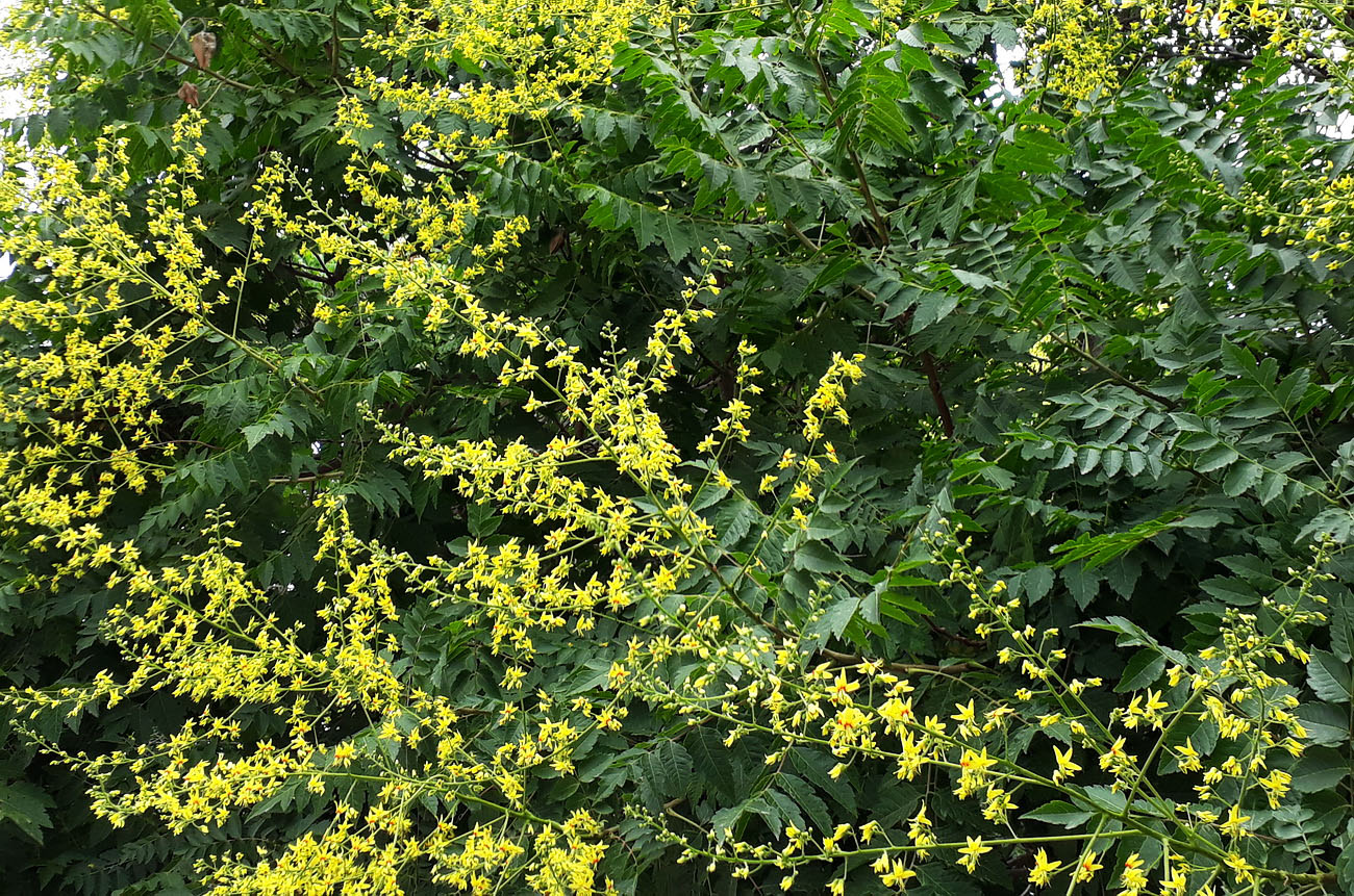 Image of Koelreuteria paniculata specimen.