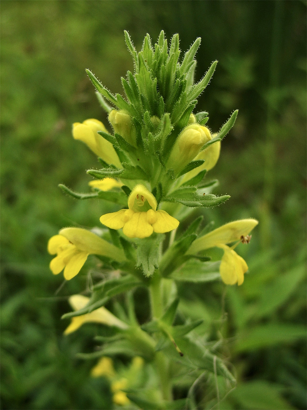 Image of Parentucellia viscosa specimen.