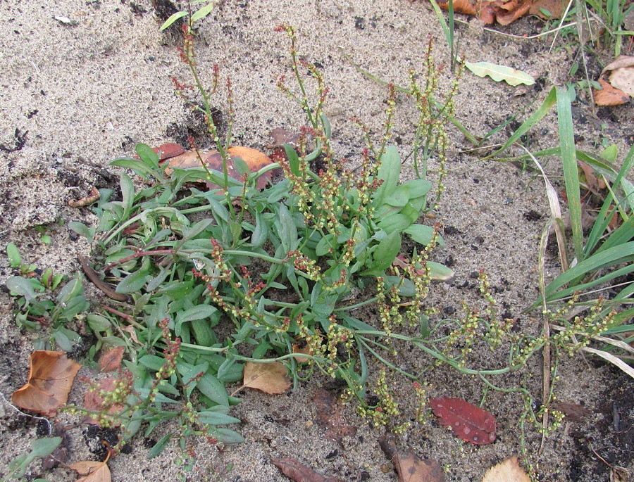 Image of Rumex acetosella specimen.