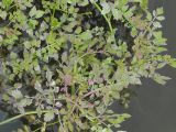 Oenanthe javanica