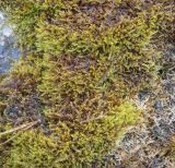 класс Bryopsida. Вегетирующее растение. Пермский край, Лысьвенский р-н, долина р. Чусовая, камень Дужной, обнажение известняка. 02.05.2021.