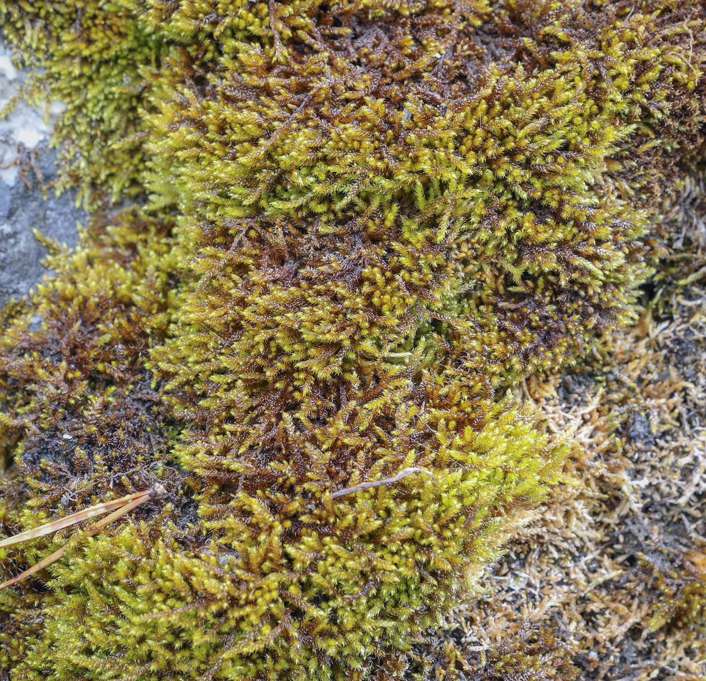 Image of class Bryopsida specimen.