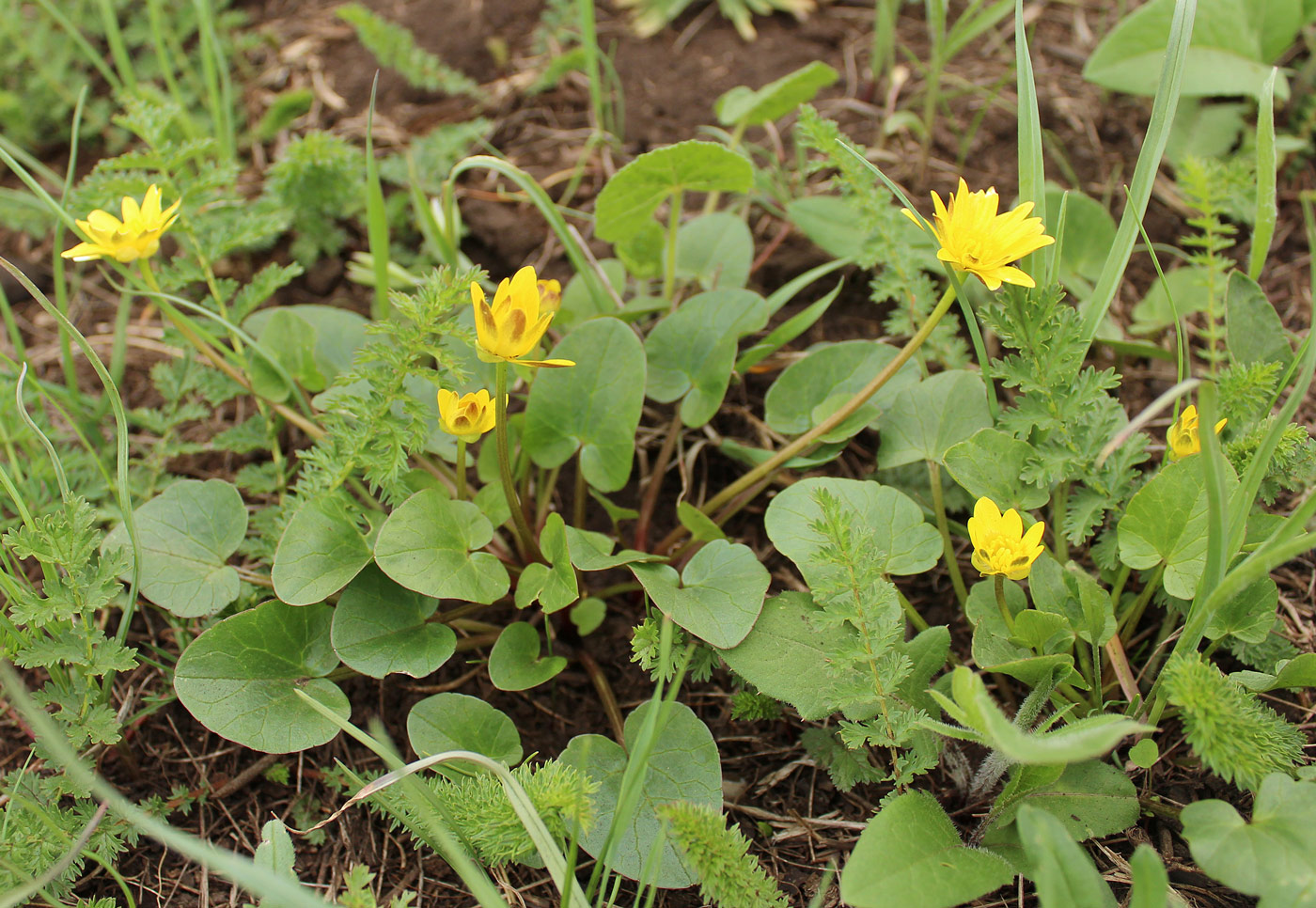 Image of Ficaria verna specimen.