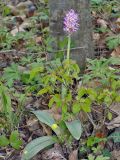 Orchis simia