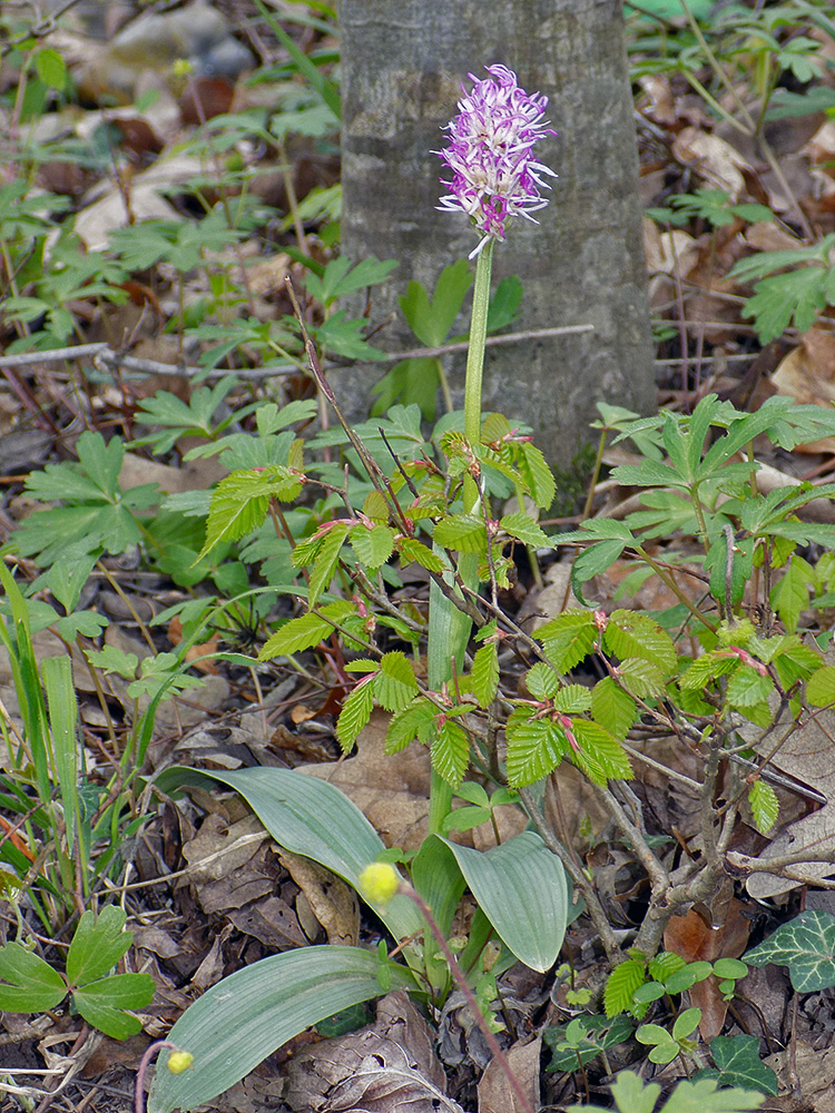 Image of Orchis simia specimen.