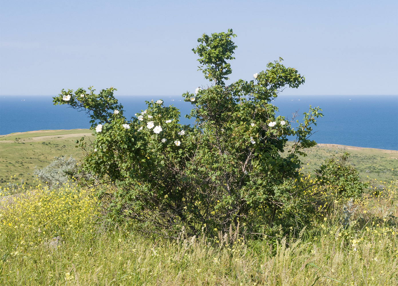 Изображение особи Rosa corymbifera.