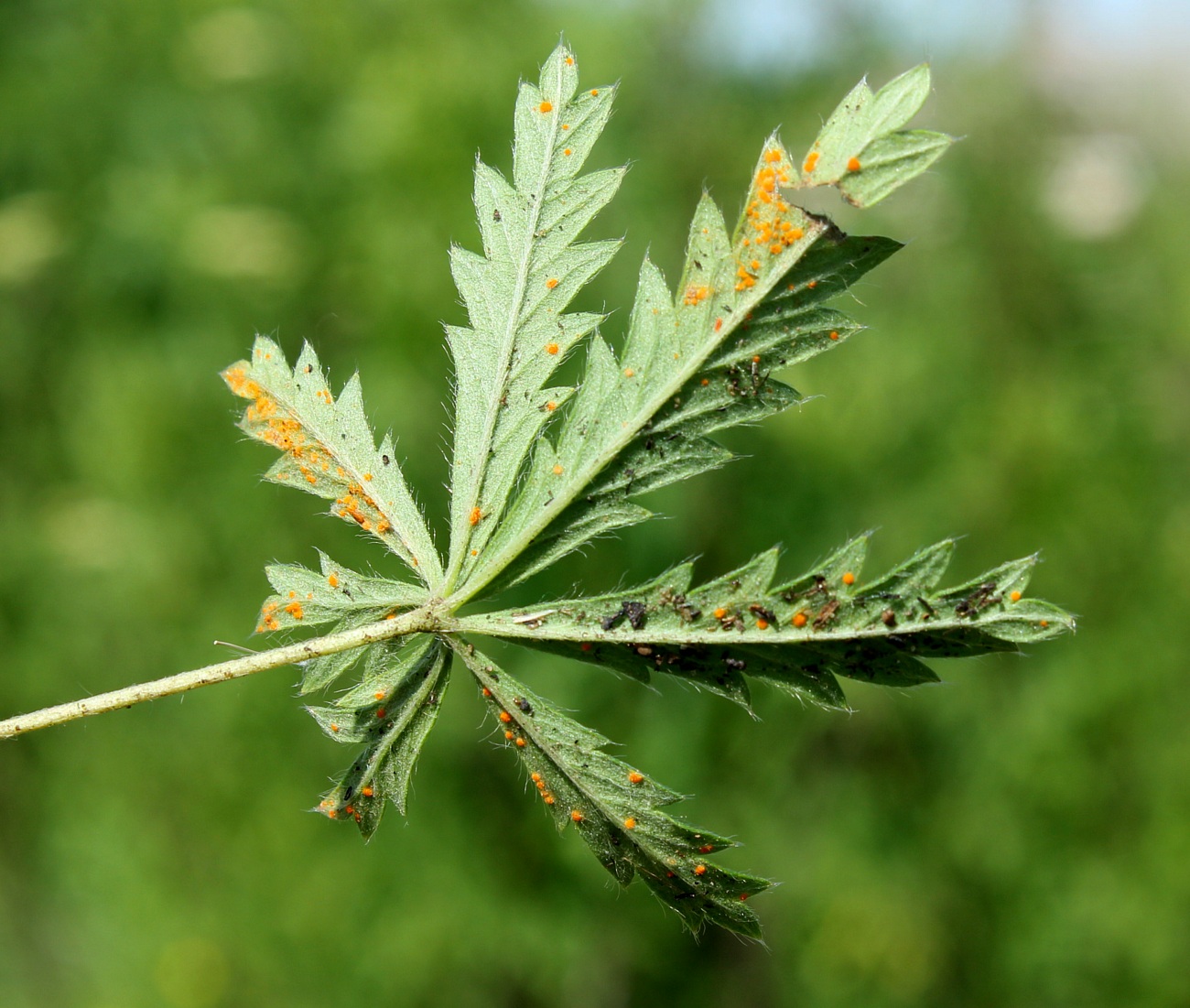 Изображение особи Potentilla canescens.