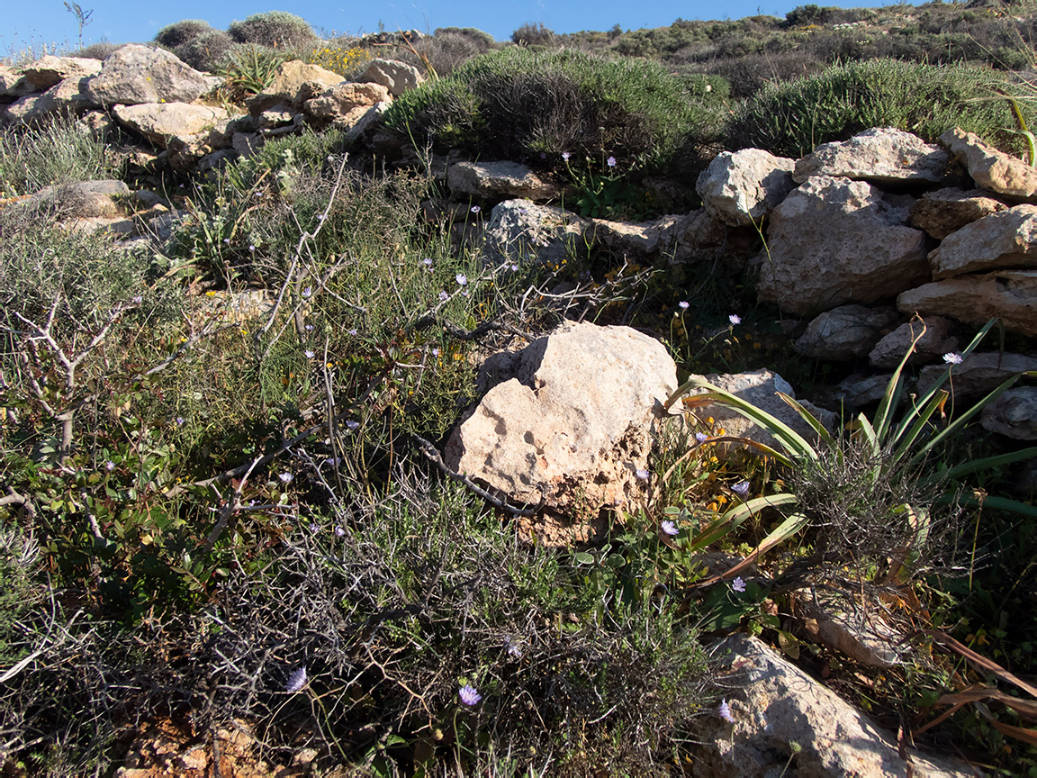 Image of Knautia integrifolia specimen.