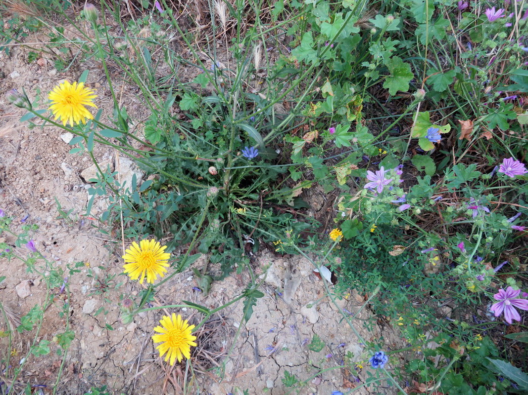 Изображение особи Crepis foetida.