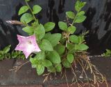 Petunia &times; hybrida