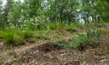 Gypsophila altissima. Цветущее растение. Пермский край, Суксунский городской округ, окр. деревни Осинцово, вершина Вакутина камня. 12 июня 2021 г.