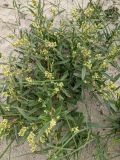 Aconogonon ocreatum variety riparium. Плодоносящее растение. Гыданский п-ов, побережье Обской губы, вершина холма. 06.08.2021.
