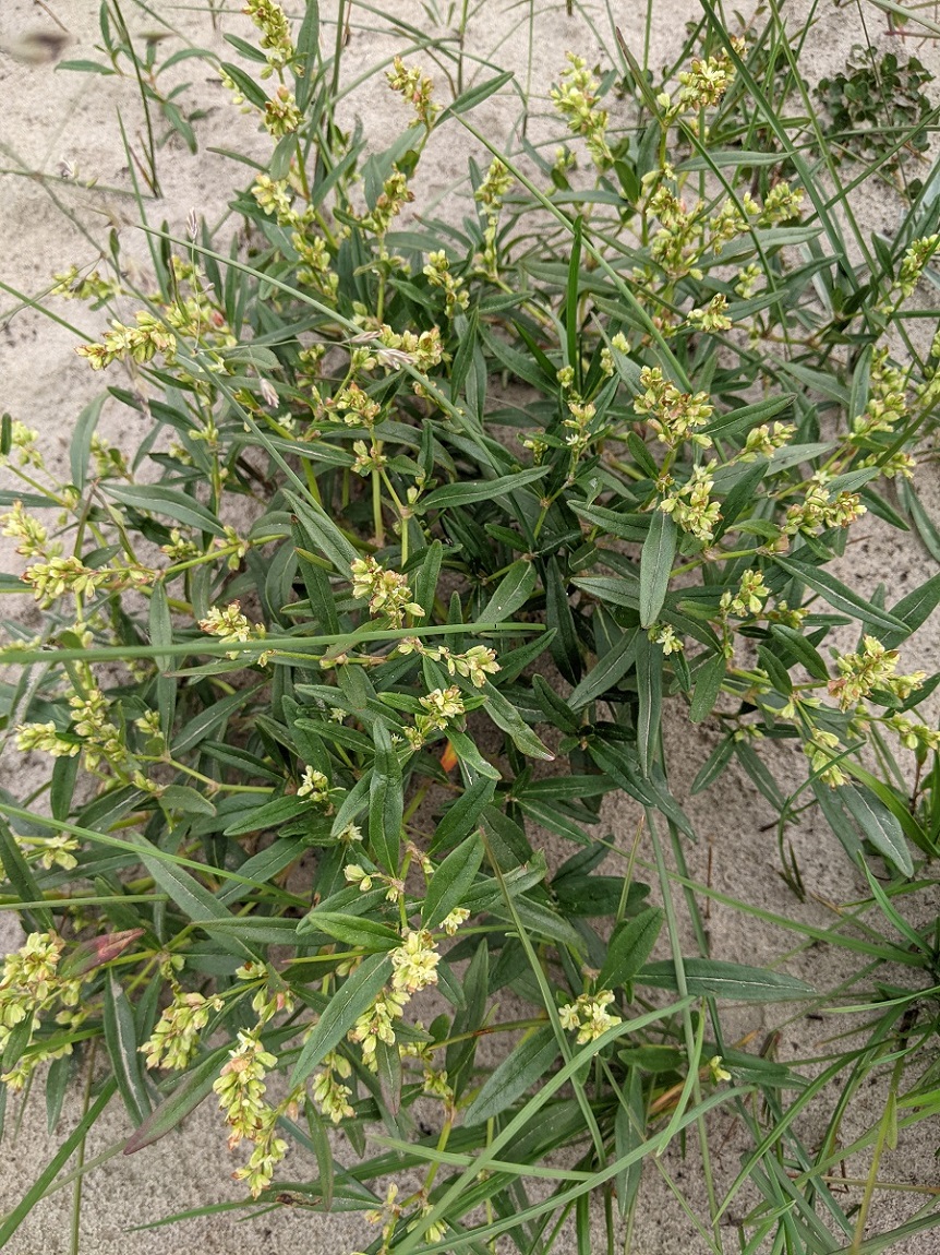 Image of Aconogonon ocreatum var. riparium specimen.