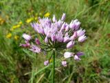 Allium angulosum