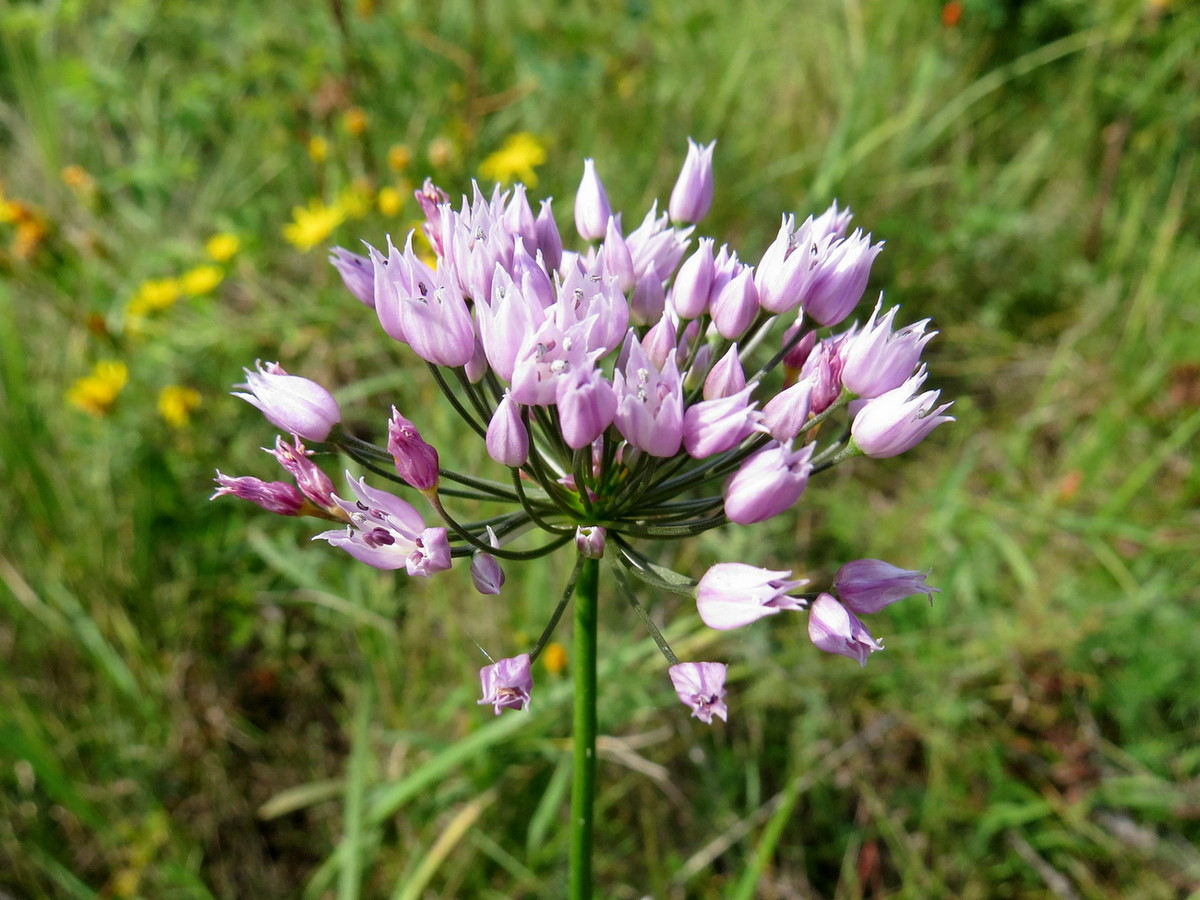 Image of Allium angulosum specimen.