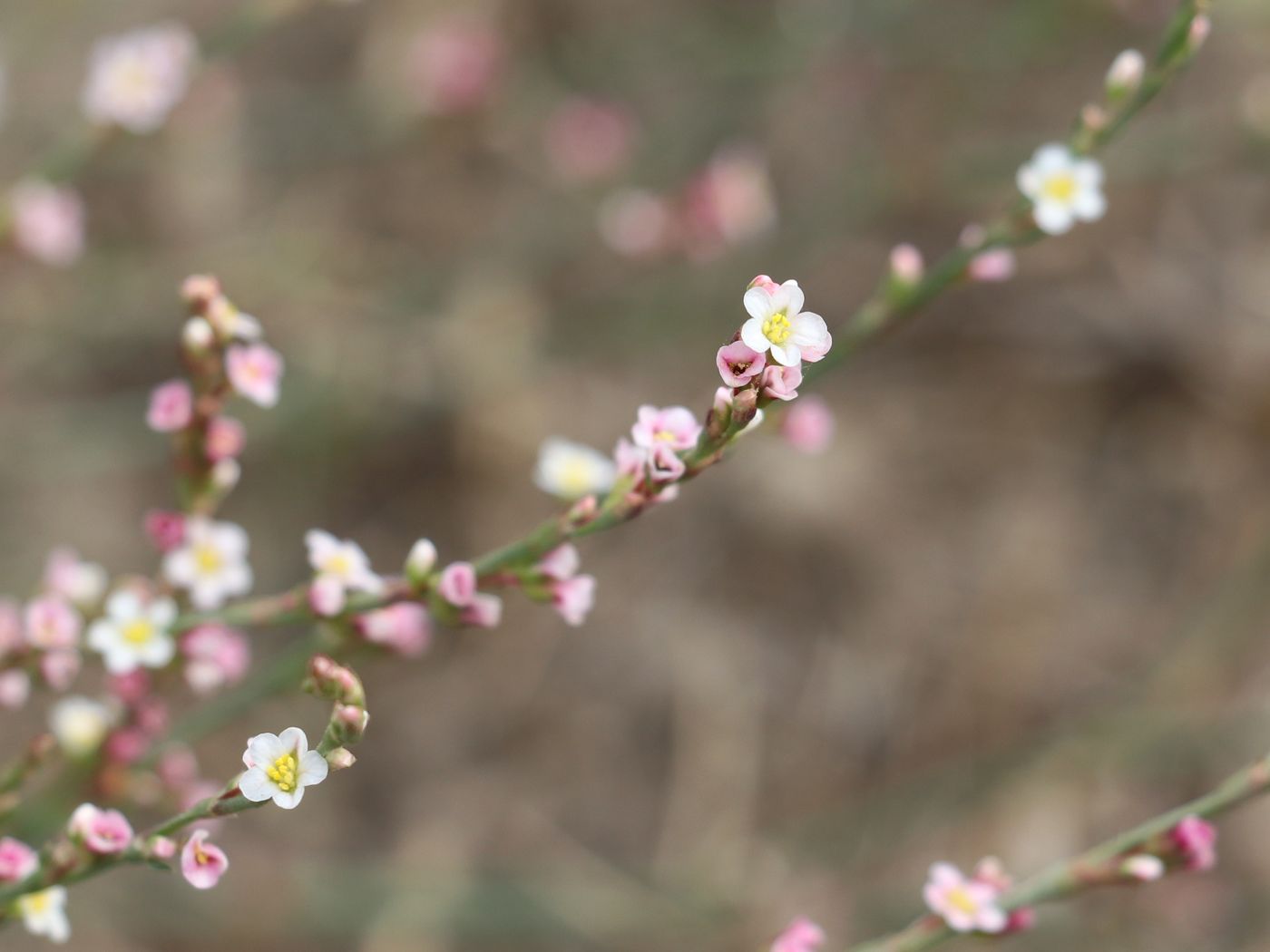 Изображение особи Polygonum equisetiforme.