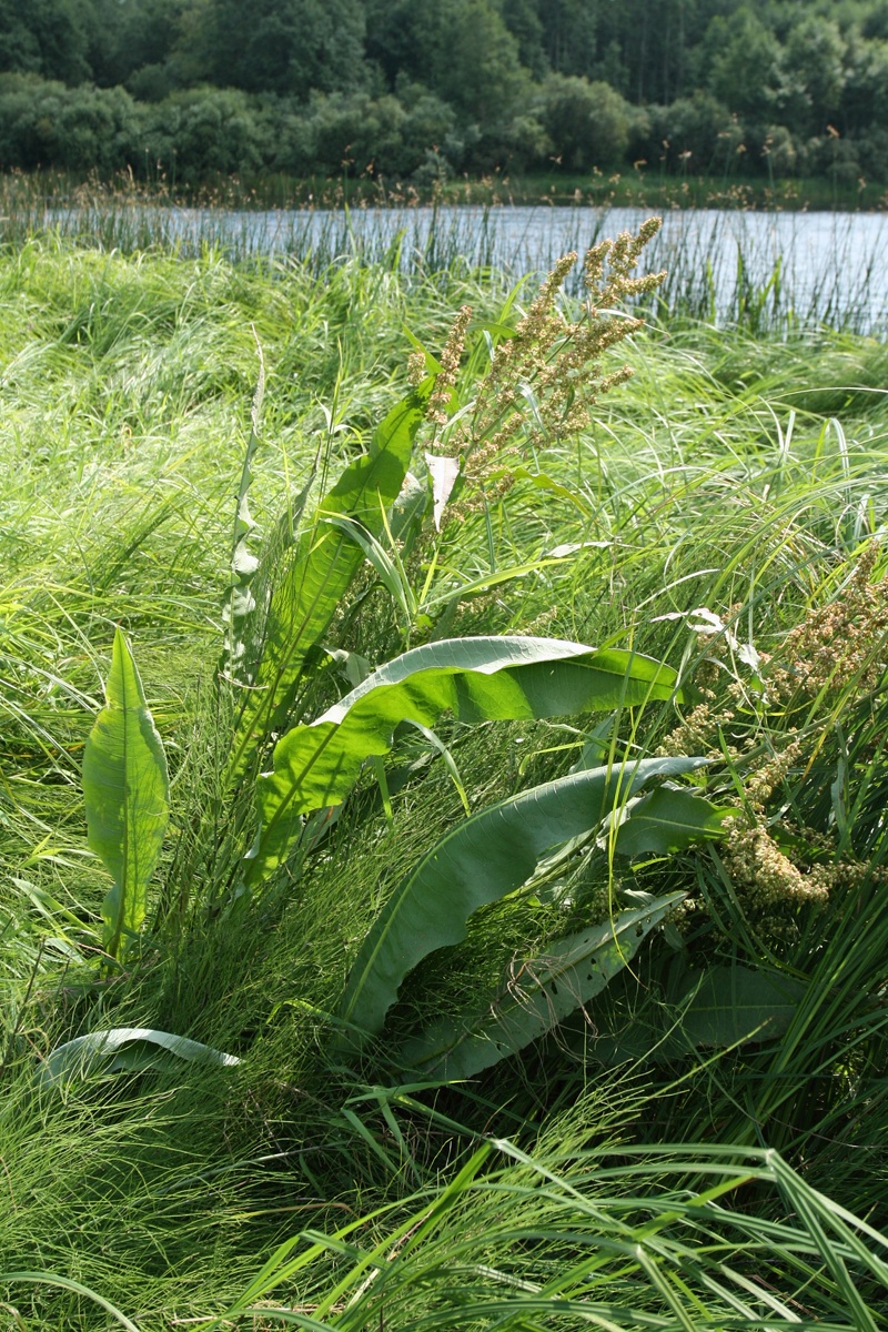 Image of Rumex hydrolapathum specimen.