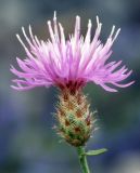 Centaurea biebersteinii