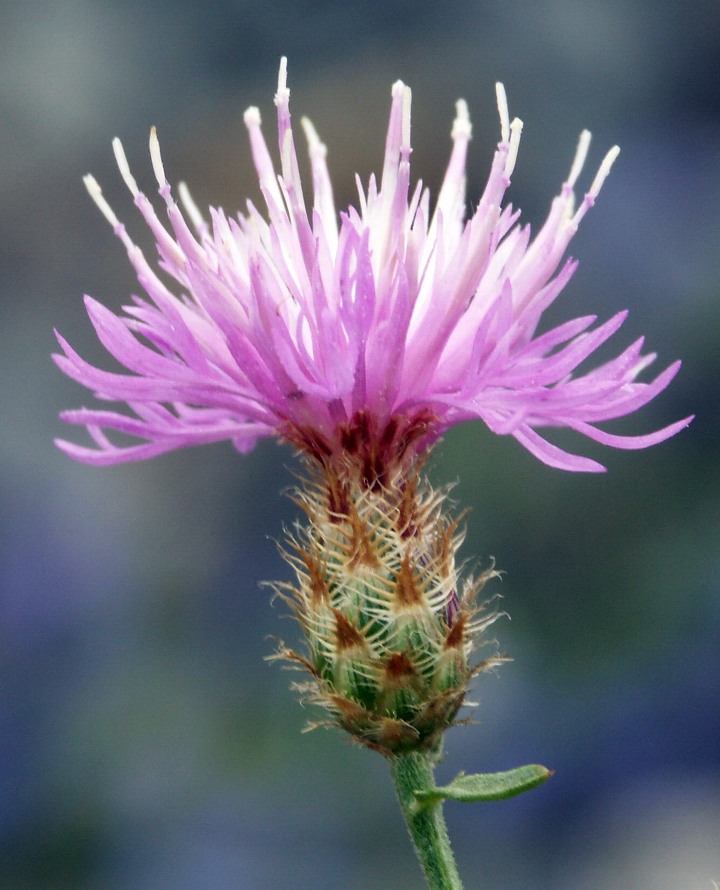 Image of Centaurea biebersteinii specimen.