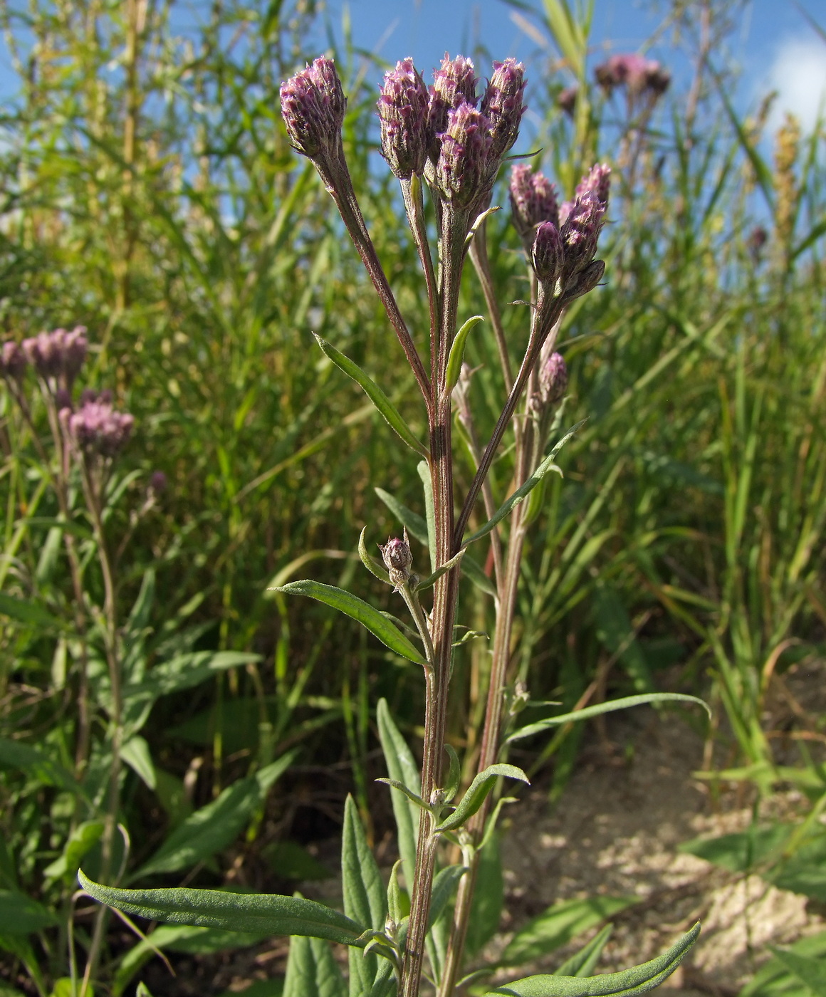 Изображение особи Saussurea amara.