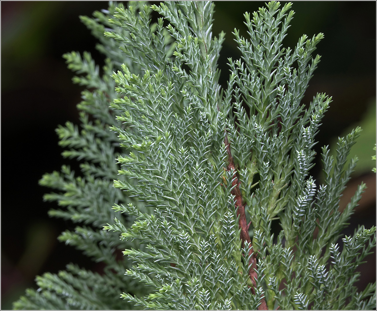 Image of Chamaecyparis lawsoniana specimen.