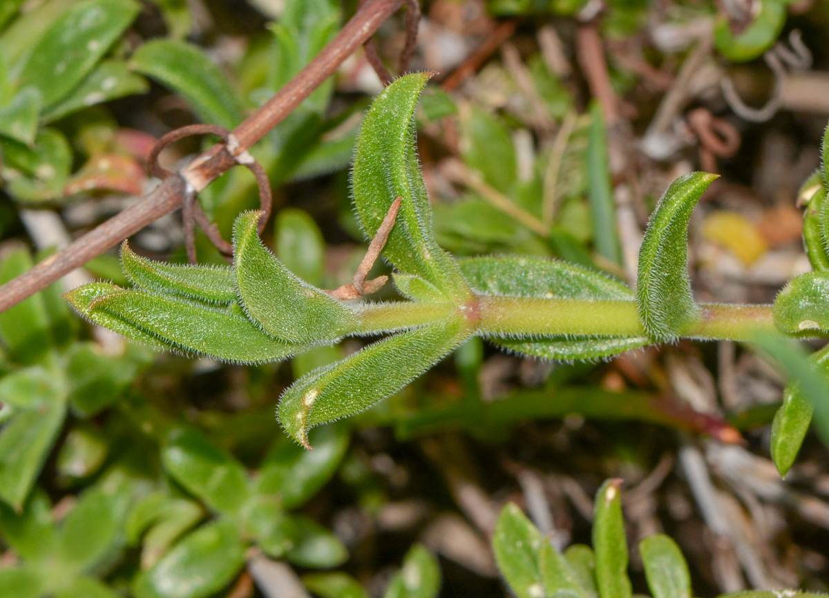 Image of familia Aizoaceae specimen.