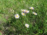 Aster alpinus. Цветущее растение. Кавказ, у северного склона Эльбруса. 07.07.2010.