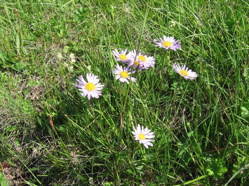 Изображение особи Aster alpinus.