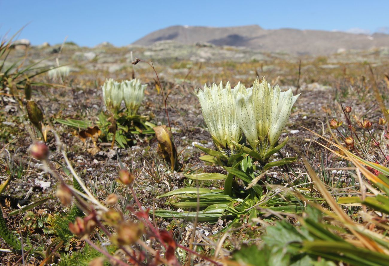 Image of Gentiana algida specimen.